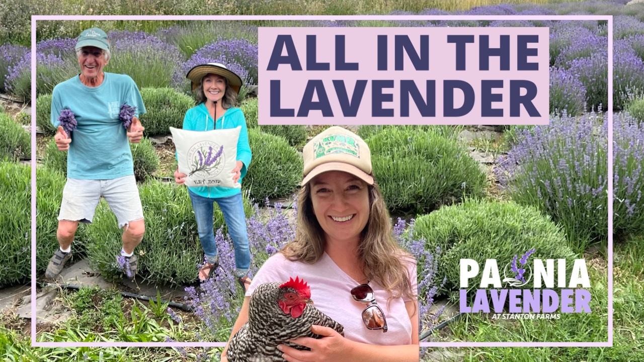 Lavender, Chickens and Honey! Smells like Paonia Spirit